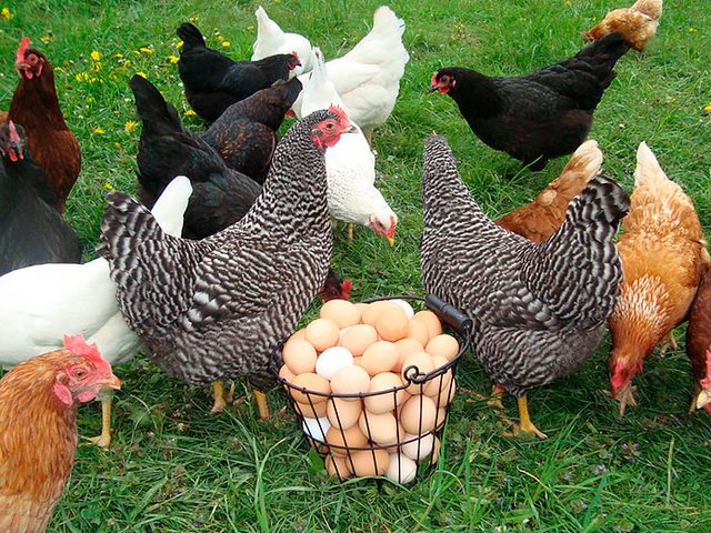 Содержание кур и уход за ними | ЗооТом - продажа, вязка и услуги для животных в Красном Сулине