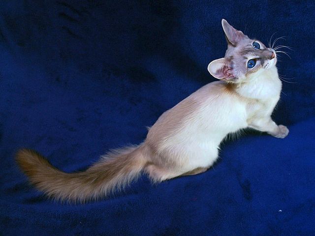 Выведенные породы кошек в Красном Сулине | ЗооТом портал о животных