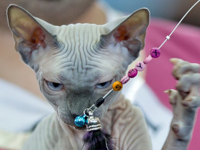 Выставки кошек в Красном Сулине | ЗооТом портал о животных