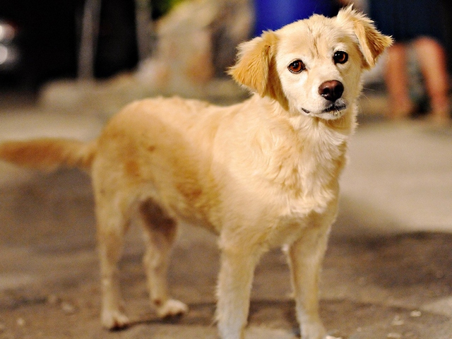 Породы собак в Красном Сулине | ЗооТом портал о животных