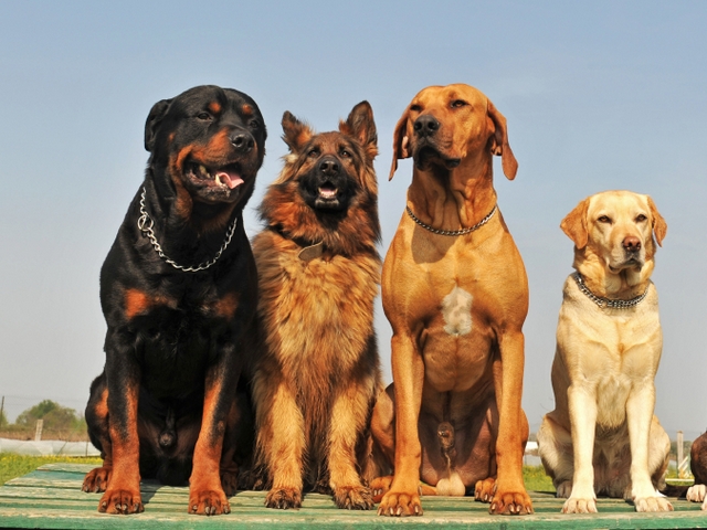 Крупные породы собак в Красном Сулине | ЗооТом портал о животных