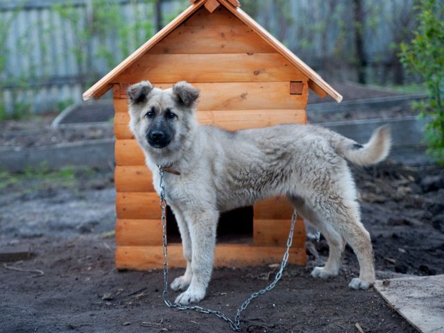 Все о собаках в Красном Сулине